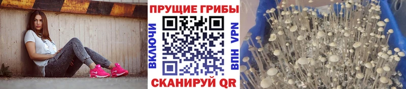 наркота  Жуковский  Псилоцибиновые грибы Psilocybe 